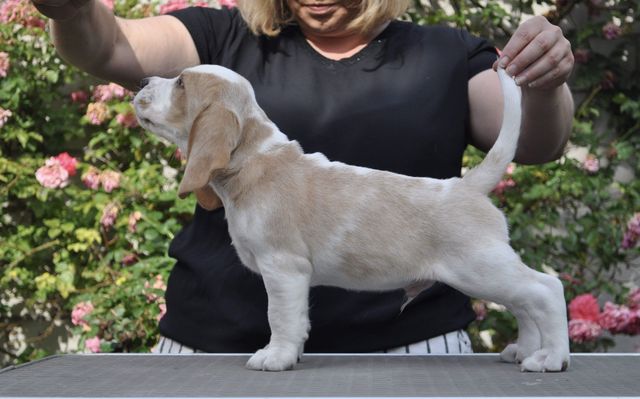 Fagus Sylvatica "Franz"