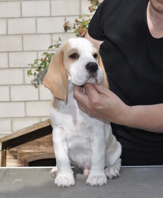 Fagus Sylvatica "Franz"