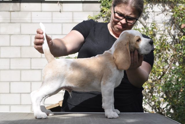 Fagus Sylvatica "Franz"