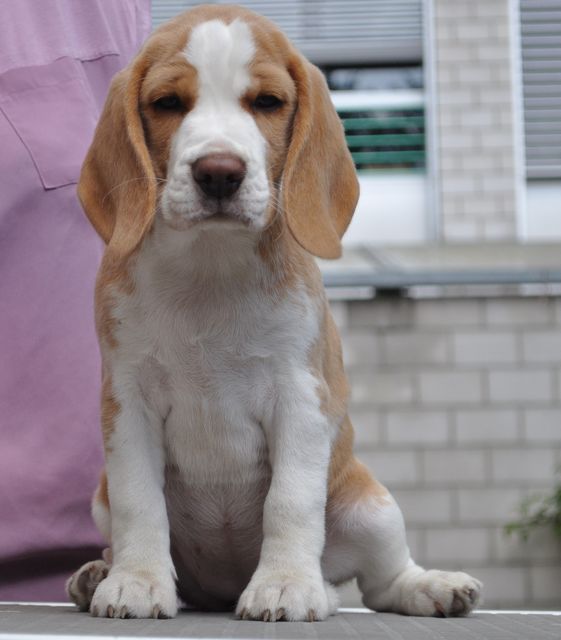 Fragaria Vesca "Fiby"