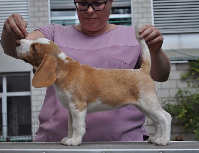 Fragaria Vesca "Fiby"