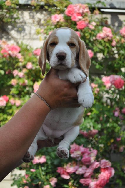 Fragaria Vesca "Fiby"