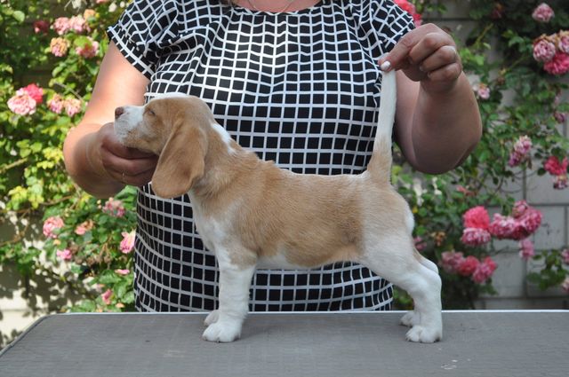 Fragaria Vesca "Fiby"