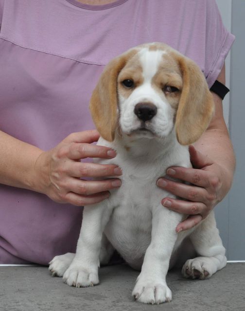 Fritillaria Excelsior "Lilli"