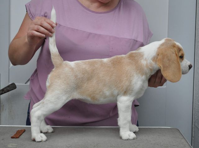 Fritillaria Excelsior "Lilli"