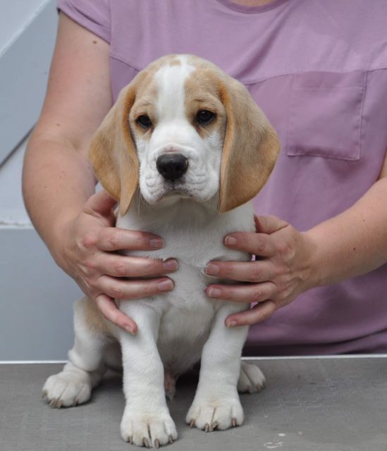 Fritillaria Imperialis "Tayo"