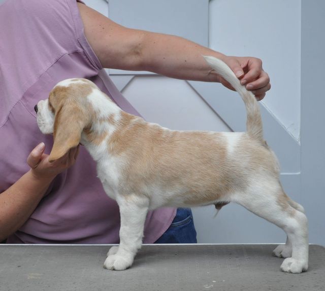 Fritillaria Imperialis "Tayo"