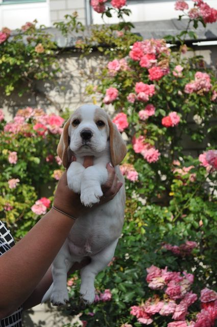 Fritillaria Imperialis "Tayo"