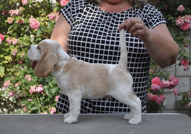 Fritillaria Imperialis "Tayo"