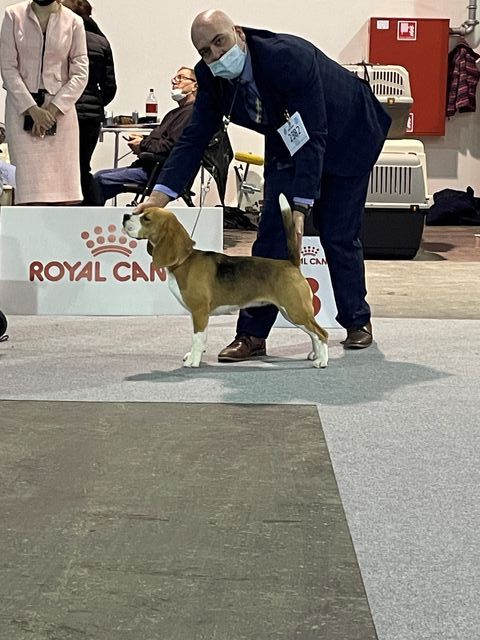 European Dog Show 2021