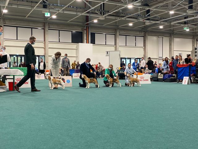 European Dog Show 2021