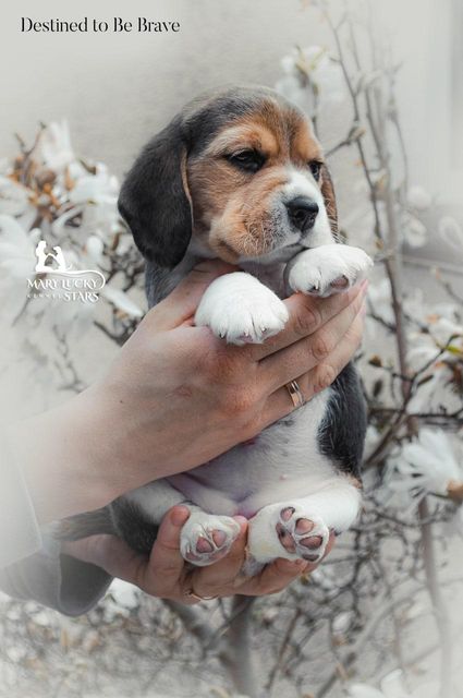 Desire to Win Mary Lucky Stars