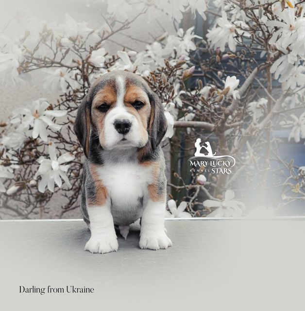 Darling from Ukraine Mary Lucky Stars