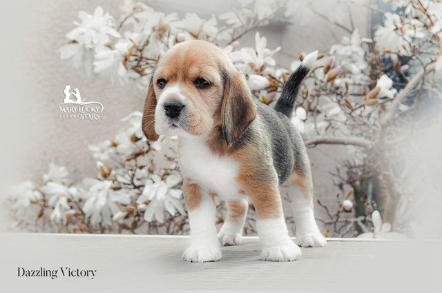 Desire to Win Mary Lucky Stars