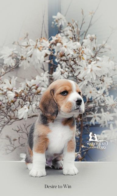 Desire to Win Mary Lucky Stars