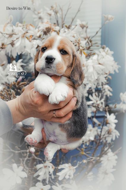 Desire to Win Mary Lucky Stars