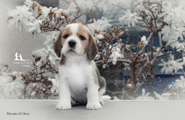 Desire to Win Mary Lucky Stars