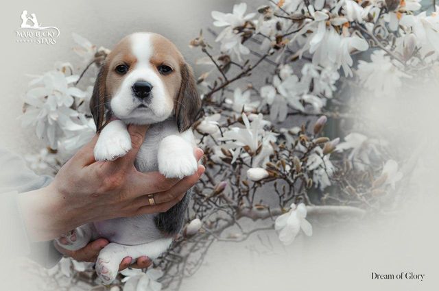 Desire to Win Mary Lucky Stars