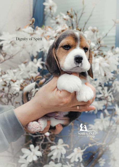 Desire to Win Mary Lucky Stars