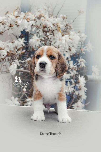 Desire to Win Mary Lucky Stars