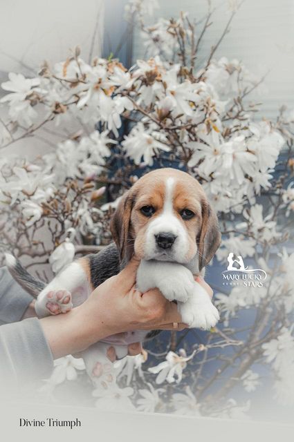 Desire to Win Mary Lucky Stars