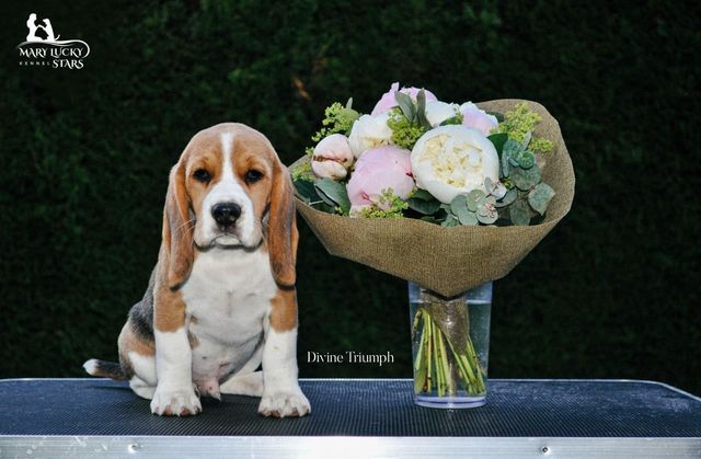 Divine Triumph Mary Lucky Stars