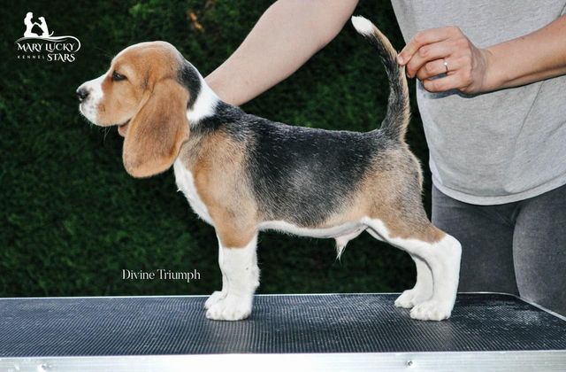 Divine Triumph Mary Lucky Stars