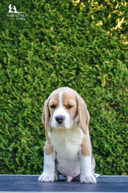 Divine Triumph Mary Lucky Stars