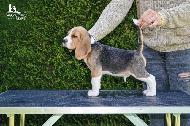 Divine Triumph Mary Lucky Stars