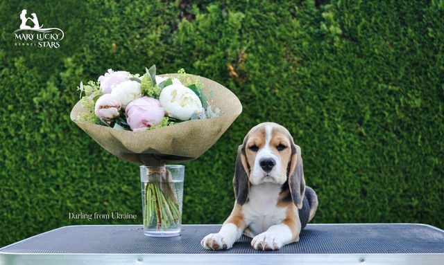 Darling from Ukraine Mary Lucky Stars