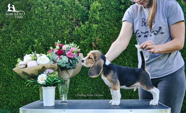 Darling from Ukraine Mary Lucky Stars