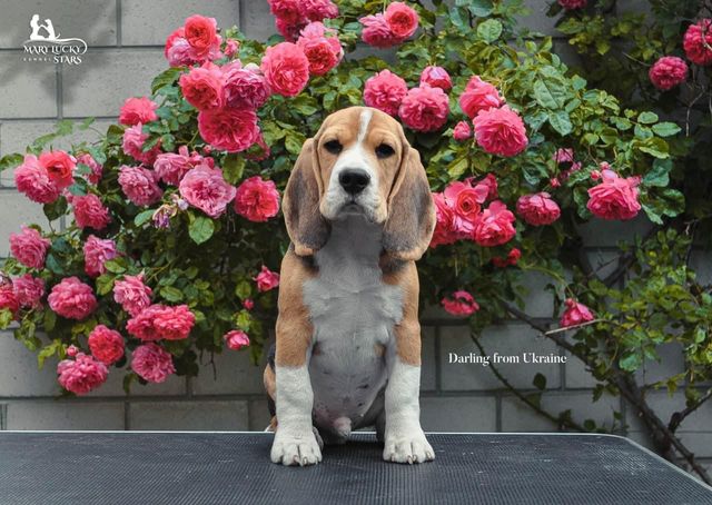 Darling from Ukraine Mary Lucky Stars