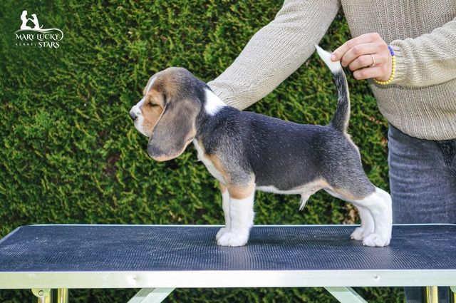 Darling from Ukraine Mary Lucky Stars