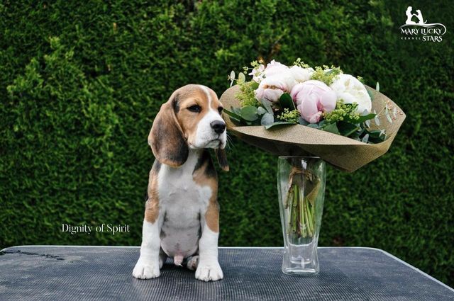 Dignity of Spirit Mary Lucky Stars