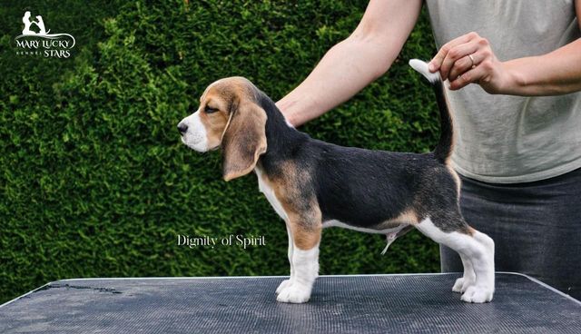 Dignity of Spirit Mary Lucky Stars