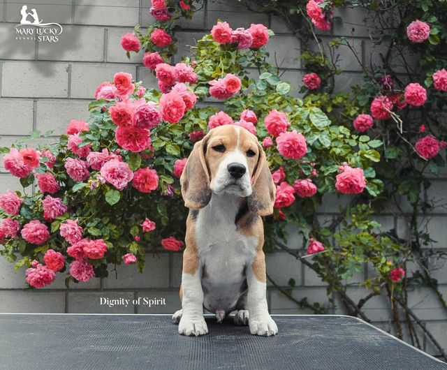 Dignity of Spirit Mary Lucky Stars