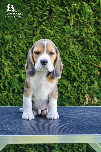 Dignity of Spirit Mary Lucky Stars