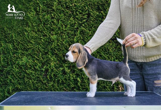 Dignity of Spirit Mary Lucky Stars