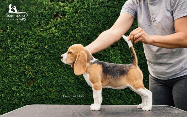 Dream of Glory Mary Lucky Stars