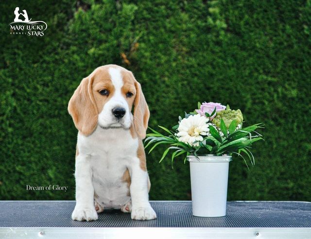 Dream of Glory Mary Lucky Stars