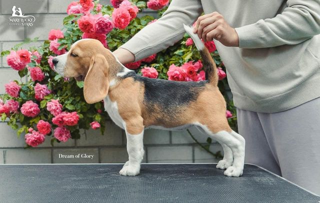 Dream of Glory Mary Lucky Stars