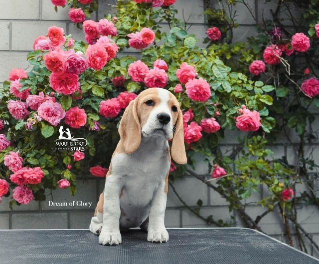 Dream of Glory Mary Lucky Stars