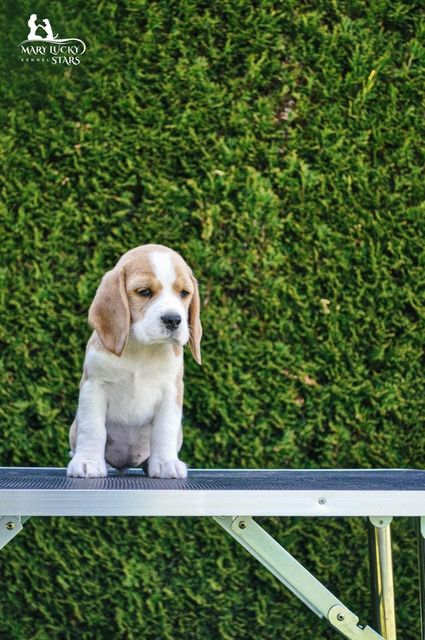 Dream of Glory Mary Lucky Stars