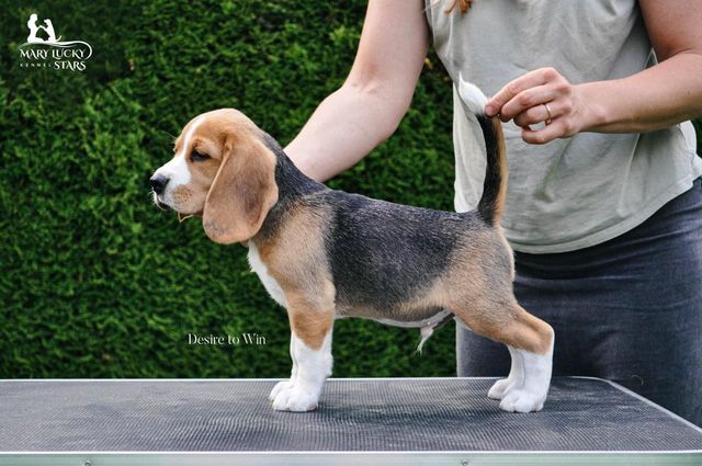 Desire to Win Mary Lucky Stars