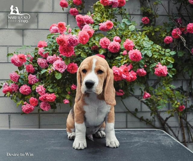 Desire to Win Mary Lucky Stars