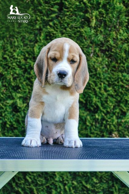 Desire to Win Mary Lucky Stars