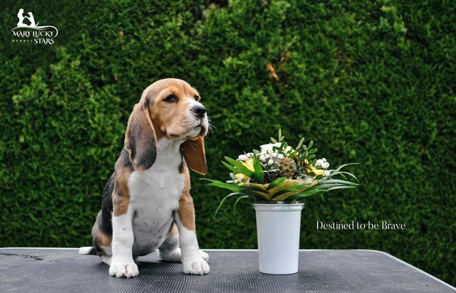 Destined to be Brave Mary Lucky Stars