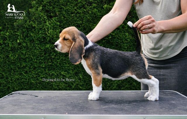 Destined to be Brave Mary Lucky Stars