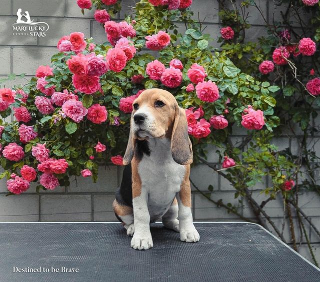 Destined to be Brave Mary Lucky Stars