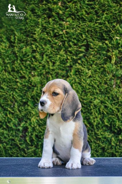 Destined to be Brave Mary Lucky Stars